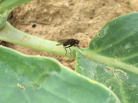 Fly on leaf.